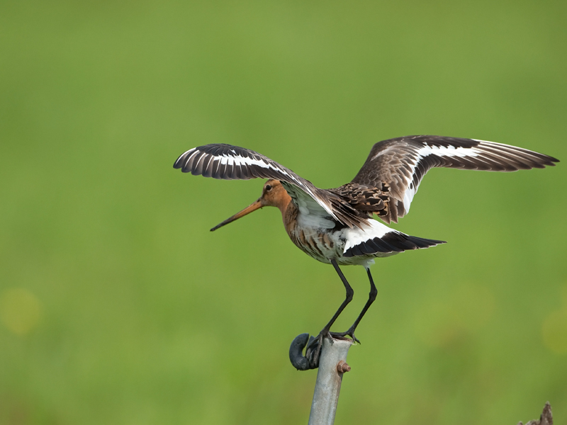 Limosa limosa Grutto Black-tailed Godwit